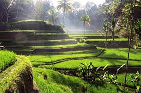 Tegallalang Rice Terraces