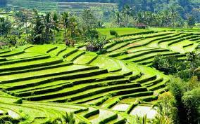 Jatiluwih Rice Terraces